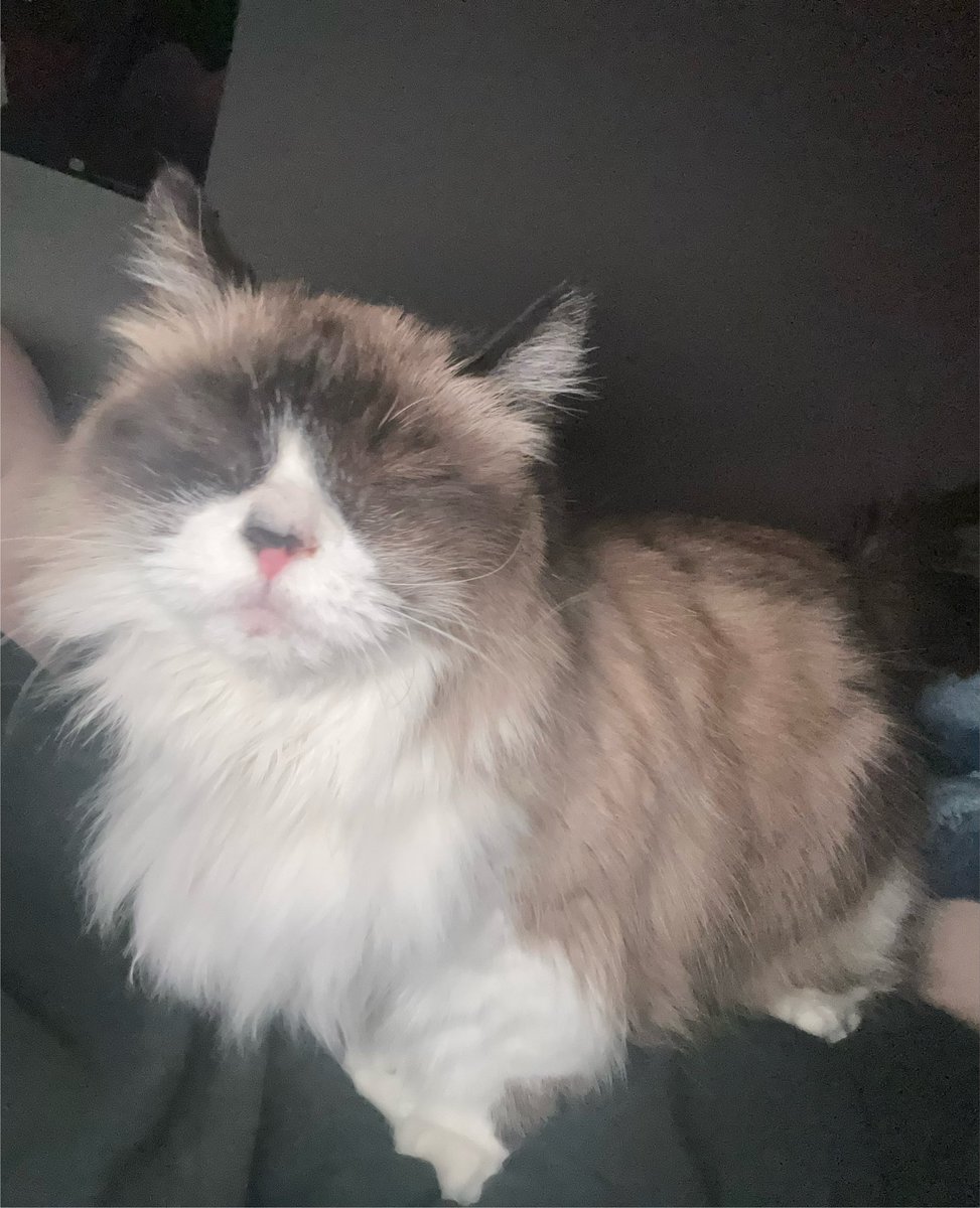 mytetron's tweet photo. Im aware that im overthinking to much about this but like look at her! I would literally cry a river and try to drown myself in it if something happened to her https://t.co/6TGUr5dud4
