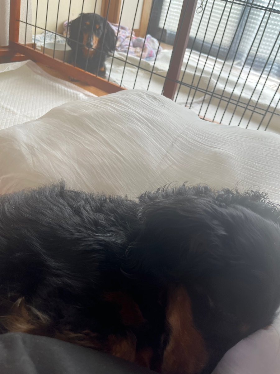 pon365g's tweet photo. 老犬介護で３日寝てなかったけど床に長座布団で２時間寝た…徘徊婆さんは足元に転がってた枕で爆睡 https://t.co/zOkg2crvyT