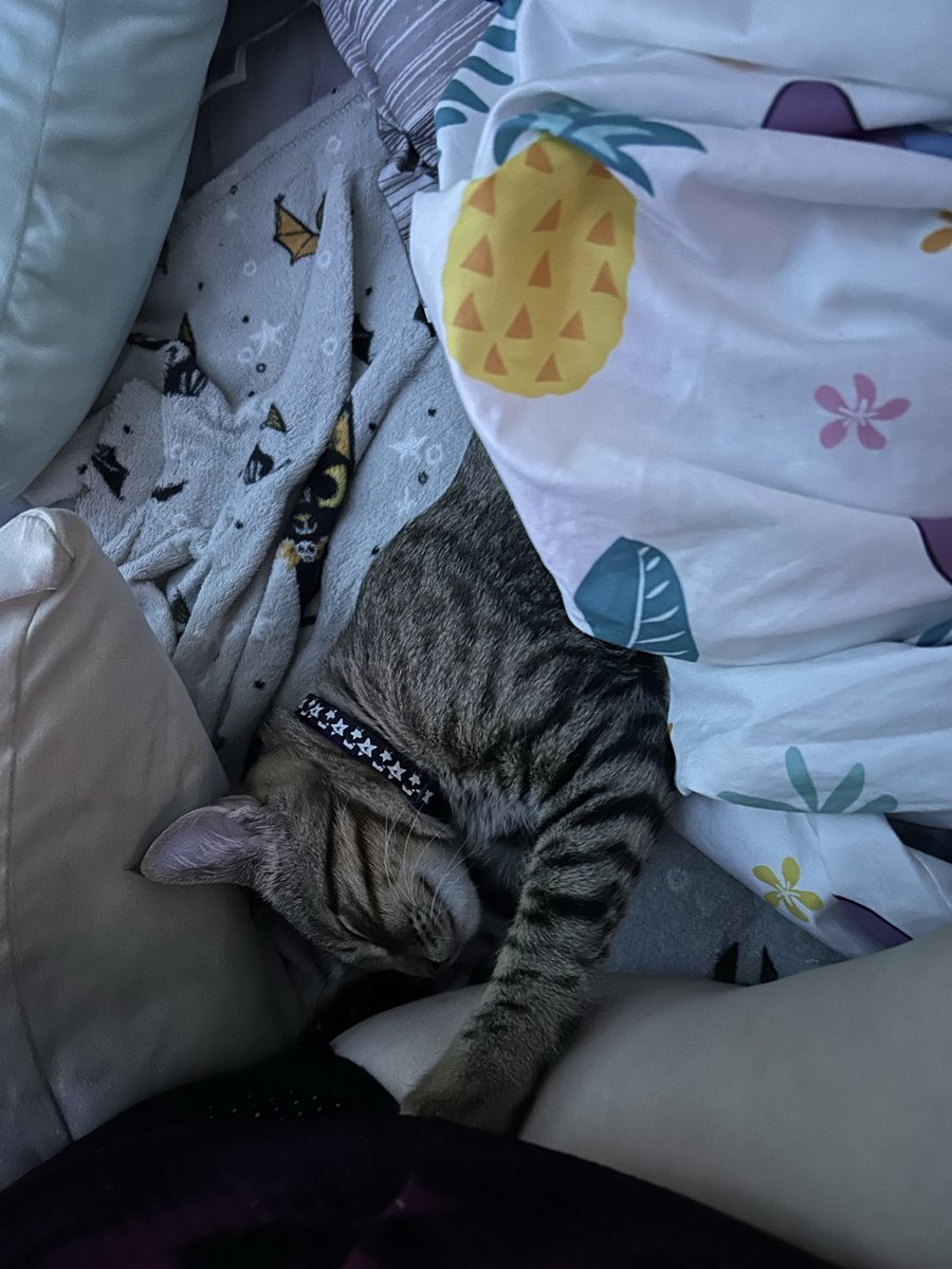bad_dragonfruit's tweet photo. New lil baby has joined the house. 
His name is Cosmo (short for Cosmic Destroyer). 4 months old and I love him dearly. https://t.co/NQW73iyI7p