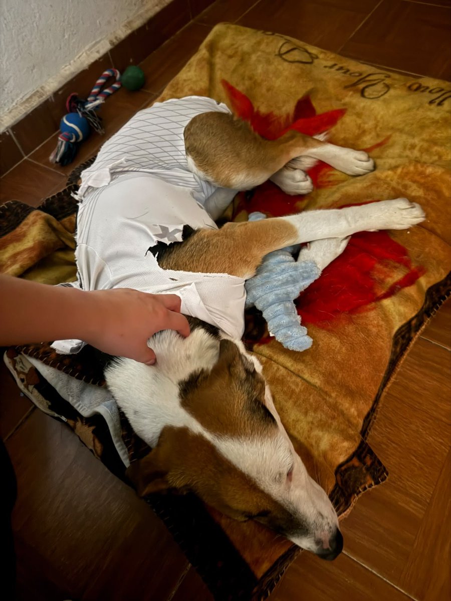 VIBRAmascotas's tweet photo. Deisy se esterilizó ayer 🙏🏼todo salió muy bien , se está recuperando muy rápido , en unos días estará lista para ser parte de una familia 
☺️😍
Anímate https://t.co/HyDDAilTn1