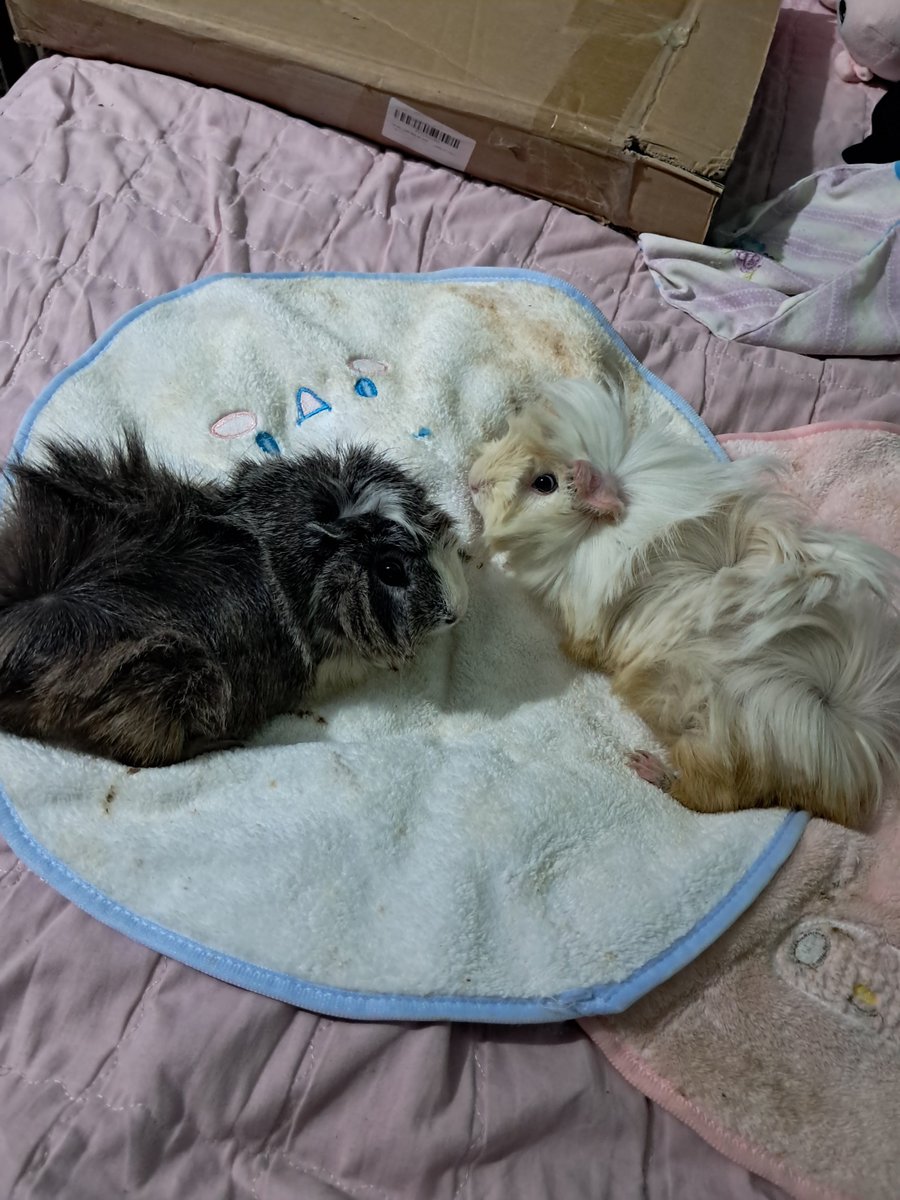 alepimentel25's tweet photo. Mis dos hijas, ustedes sigan huevoneando que para eso me tienen a mi hijas de la guayaba JAJAJAJAJAJAJA https://t.co/XePyAgrqmg