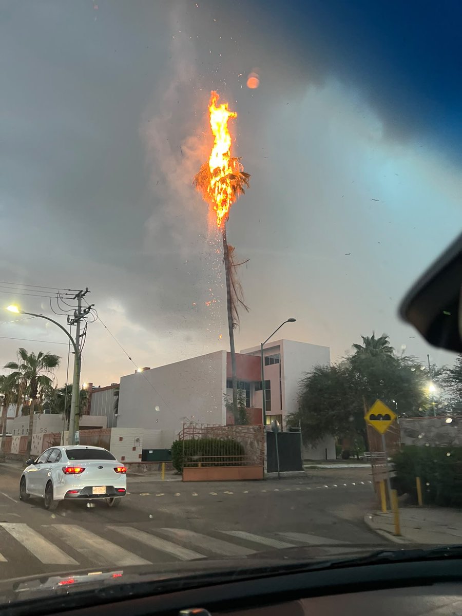 VictorMendozaL's tweet photo. Frente a la UNISON un rayo incendio está palmera. https://t.co/DhCBXZd99p