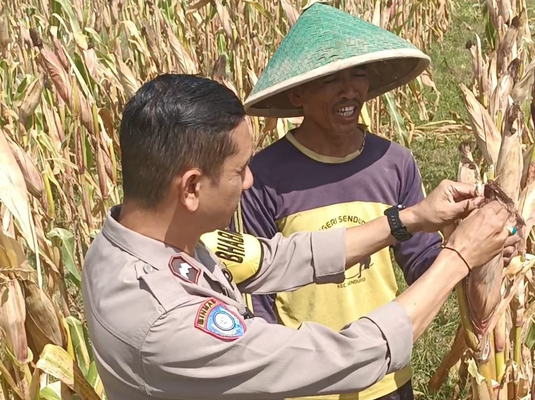 PolresWuluhan's tweet photo. #astacita #swasembadapangan #polisicintatani #polripresisi #ketahananpangan #ketahananpanganpoldajatim #ssdmpolri #divhumaspolri #birosdmpoldajatim #bidhumaspoldajatim #polresjember #jember https://t.co/EgYkekBTbY