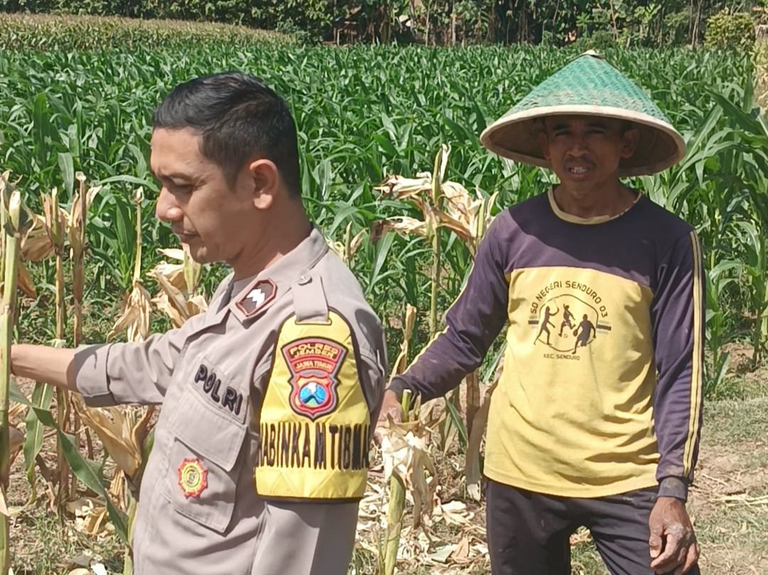 PolresWuluhan's tweet photo. #astacita #swasembadapangan #polisicintatani #polripresisi #ketahananpangan #ketahananpanganpoldajatim #ssdmpolri #divhumaspolri #birosdmpoldajatim #bidhumaspoldajatim #polresjember #jember https://t.co/EgYkekBTbY