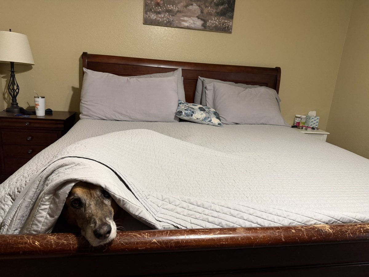 HolliPolli10's tweet photo. This is what I left at home while I worked in the classroom 🩷 

He had no visitors today 

So if you want to help Jakey have company here is my amazon link 😂

https://t.co/jWq7cJlk4y

#spedlife #beagoodperson #clearthelist #goodnight https://t.co/osD8ez65kk