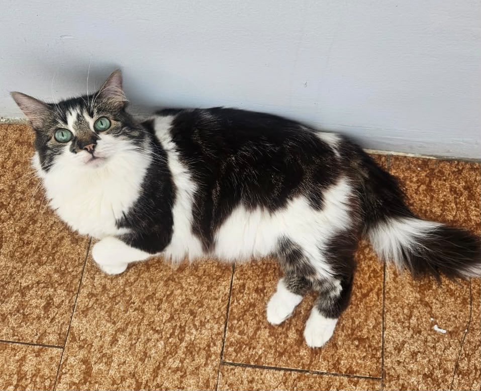 inconssiente's tweet photo. El despliegue es brutal, cierres de calles y el rumor es que están poniendo los explosivos. No nos dejan llegar a los edificios donde están las trampas y los animales. Queremos rescatar a Mina!!! 

Hay huellas nuevas de hoy, varias personas la vieron y como ella, muchísimos. https://t.co/l4ylEJC1Fw