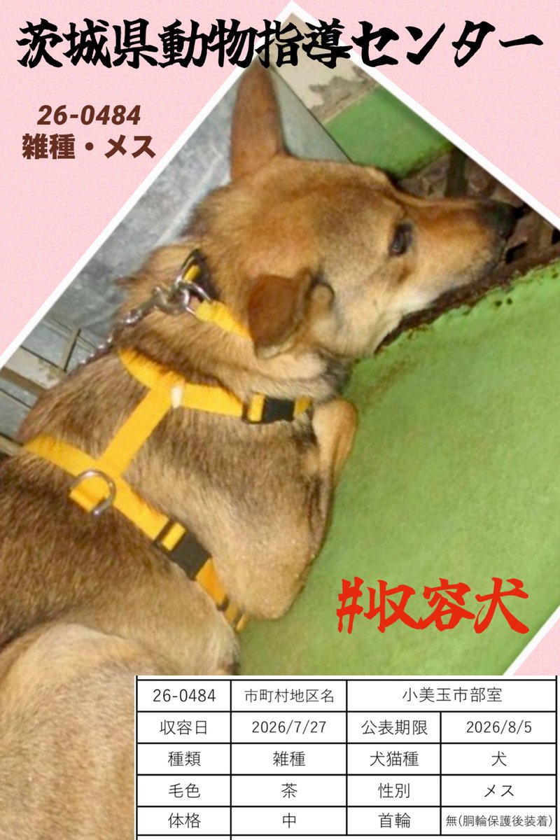 gollfe's tweet photo. 🆘7/27 茨城県動物指導センター🆘
🍀#収容犬
人を知らず、厳しい環境の中で
懸命に生きてきたと思われるメスの野犬
この子にも人の優しさを知り、
安心して暮らせる未来がありますように🍀🙏🏻

🔹管理番号：26-0484
🔹保護場所：7/27 小美玉市部室
🔹雑種・メス・茶
🔹首輪なし(ハーネスは収容後装着)
🔹公示期限：8月5日
♦️収容情報
https://t.co/8sxZNUvPSO