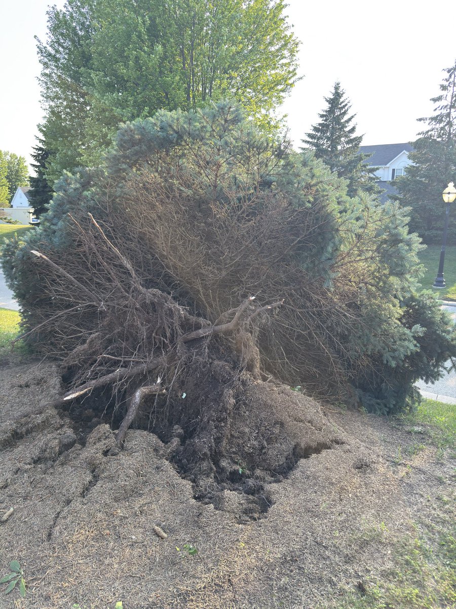 1cdstorm's tweet photo. Damage around my area, 2 pine trees down one snapped at the base of the trunk, the other in the middle trunk at Capitol Dr and Sanctuary Dr in Appleton! Also trees down inside the Towne Lakes Apartment property in Grand Chute. @NWSGreenBay https://t.co/noO0PCGo1V