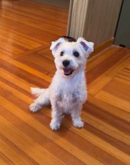 KeithOlbermann's tweet photo. BENJI IS MISSING IN QUEENS: last seen near Flushing Ave and 60th St. in Flushing. He's 14 pounds and chipped: 985113009748585. If you've seen or found him please call 888-466-3242 and PLEASE RT BENJI! https://t.co/wD8ap8wHBv