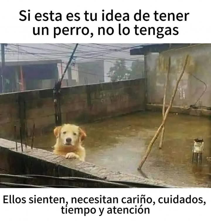 GRamirezF_D12's tweet photo. Perro o gato, mejor no los tengas 
Si no lo vas a incluir en tu familia 🥺 https://t.co/h6BUkk3TXB
