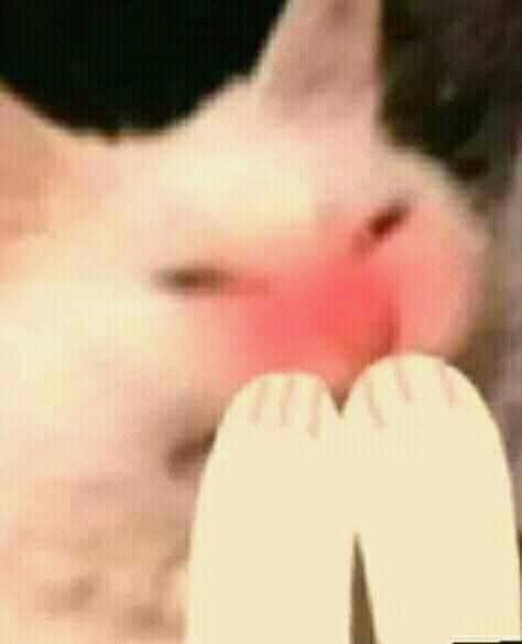 AngelaYpez's tweet photo. @pastordc3110 A mí antes no me gustaban los gatitos y ahora creo se apoderó de mí un espíritu de "Karen" ¡Qué bonita! 🩶☺️🐱 https://t.co/hBUmf85f2g