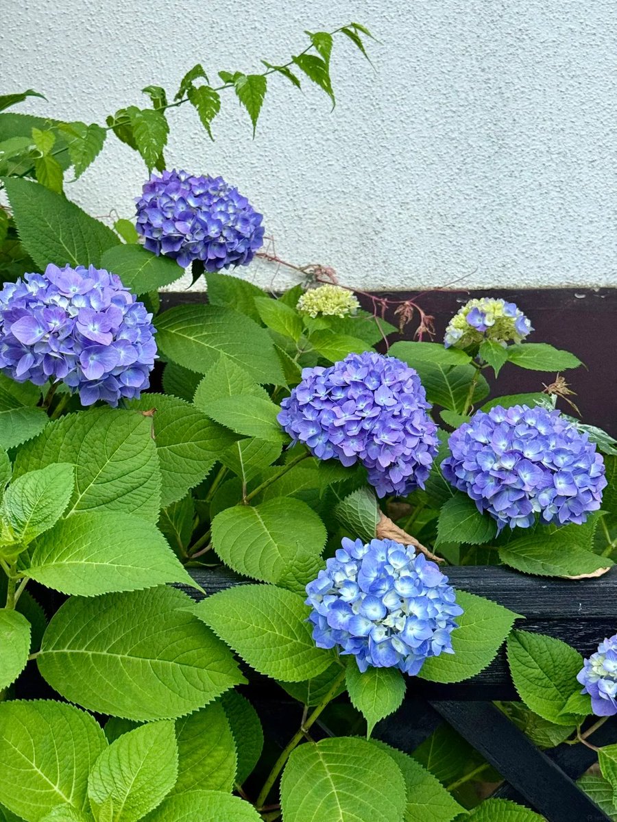Super666552's tweet photo. 🌸 https://t.co/lJxdcyiQ43