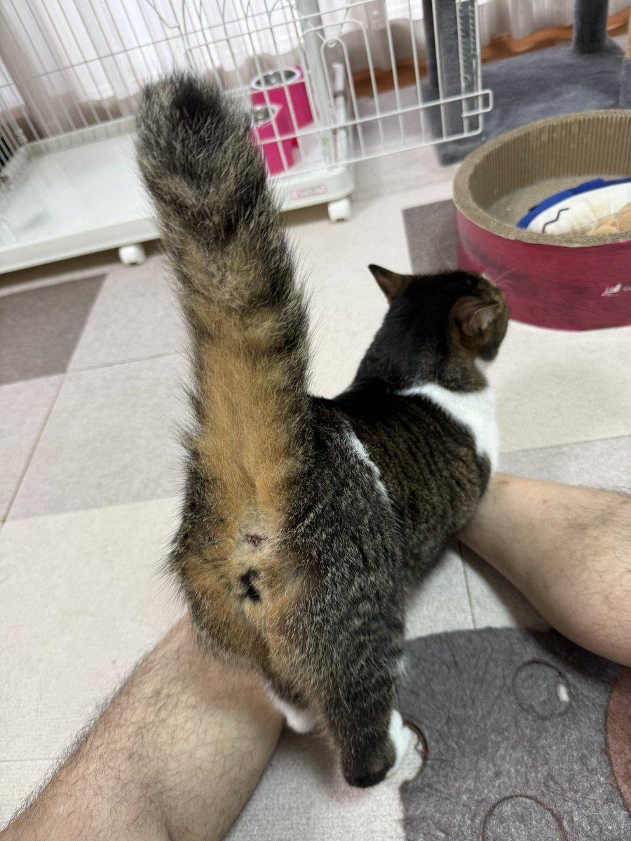 PanainoShinobu's tweet photo. おはようございます。
最初しばらくはシッポをピンと立てお尻を突き上げる体勢でブラッシング開始。
変に荷重がかかってワイの右ヒザ死にそうになったｗ https://t.co/LIRYhluOgt