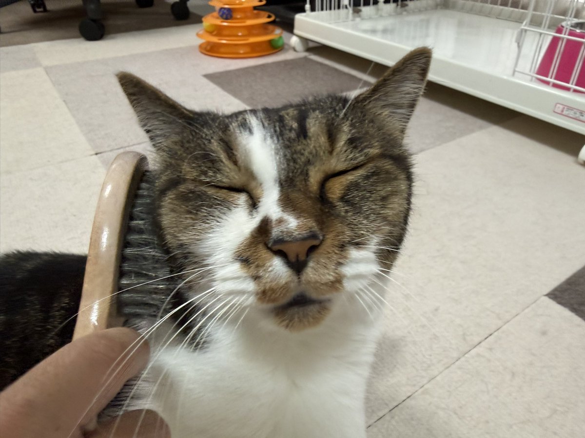 PanainoShinobu's tweet photo. おはようございます。
最初しばらくはシッポをピンと立てお尻を突き上げる体勢でブラッシング開始。
変に荷重がかかってワイの右ヒザ死にそうになったｗ https://t.co/LIRYhluOgt