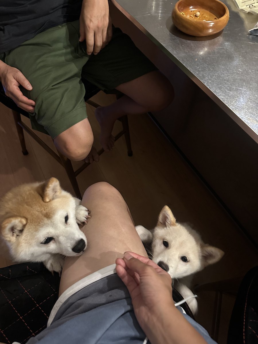 mofmof_kon's tweet photo. 🐶🐶 https://t.co/OdjJVOGlZZ