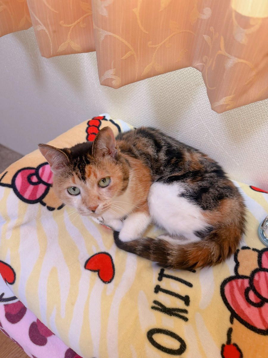 Post by あめちゃん🐱 on X: 🐱