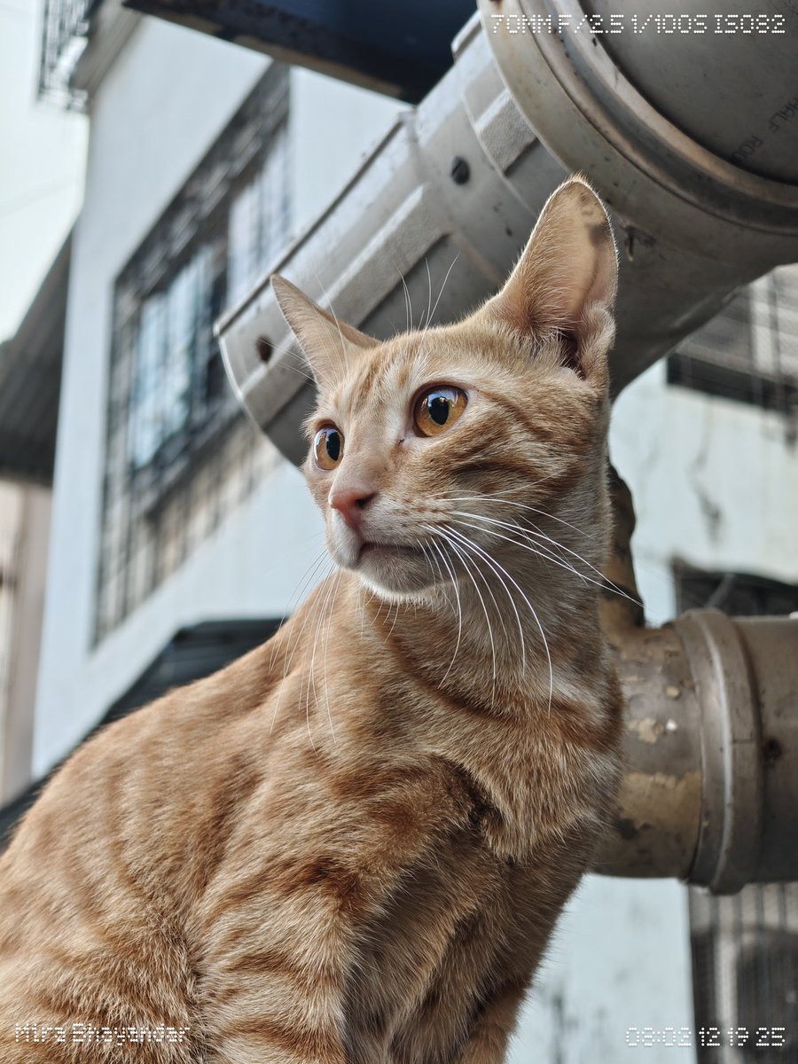 zeydraw0's tweet photo. The city has the best unpaid models. https://t.co/xZviLld3o0