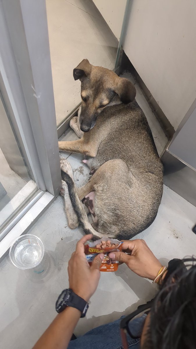 Renfugia's tweet photo. Por favor ayuda para encontrar a la familia de esta perrita que entró asustada el día domingo en la noche al centro comercial El Dorado 
@AlertaMePerdi https://t.co/vWLgrrfpCm