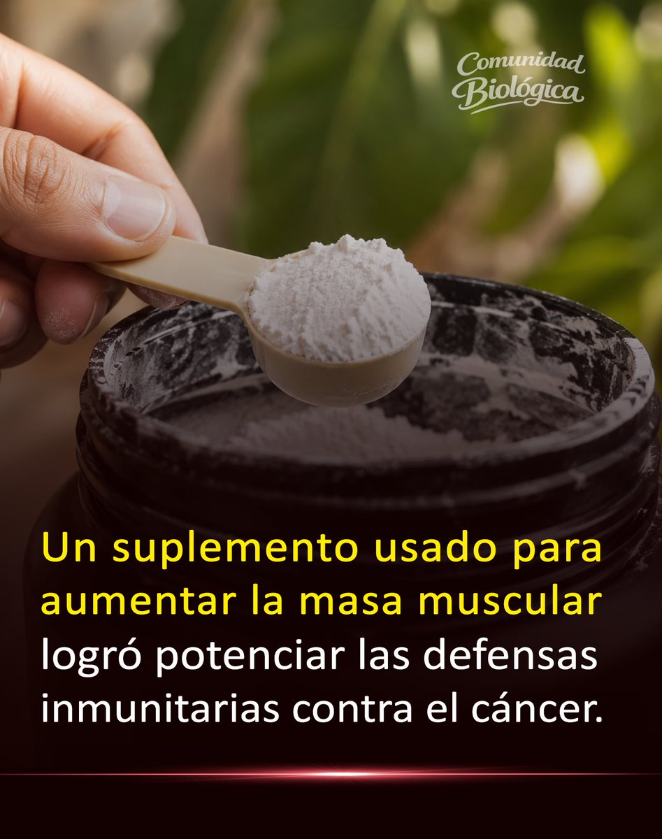 Bio_comunidad's tweet photo. Millones lo usan para ganar músculo, pero nadie esperaba este efecto. En estudios preclínicos, logró reforzar las células inmunitarias y reducir el crecimiento tumoral... (1/2) https://t.co/jdFAXdory5