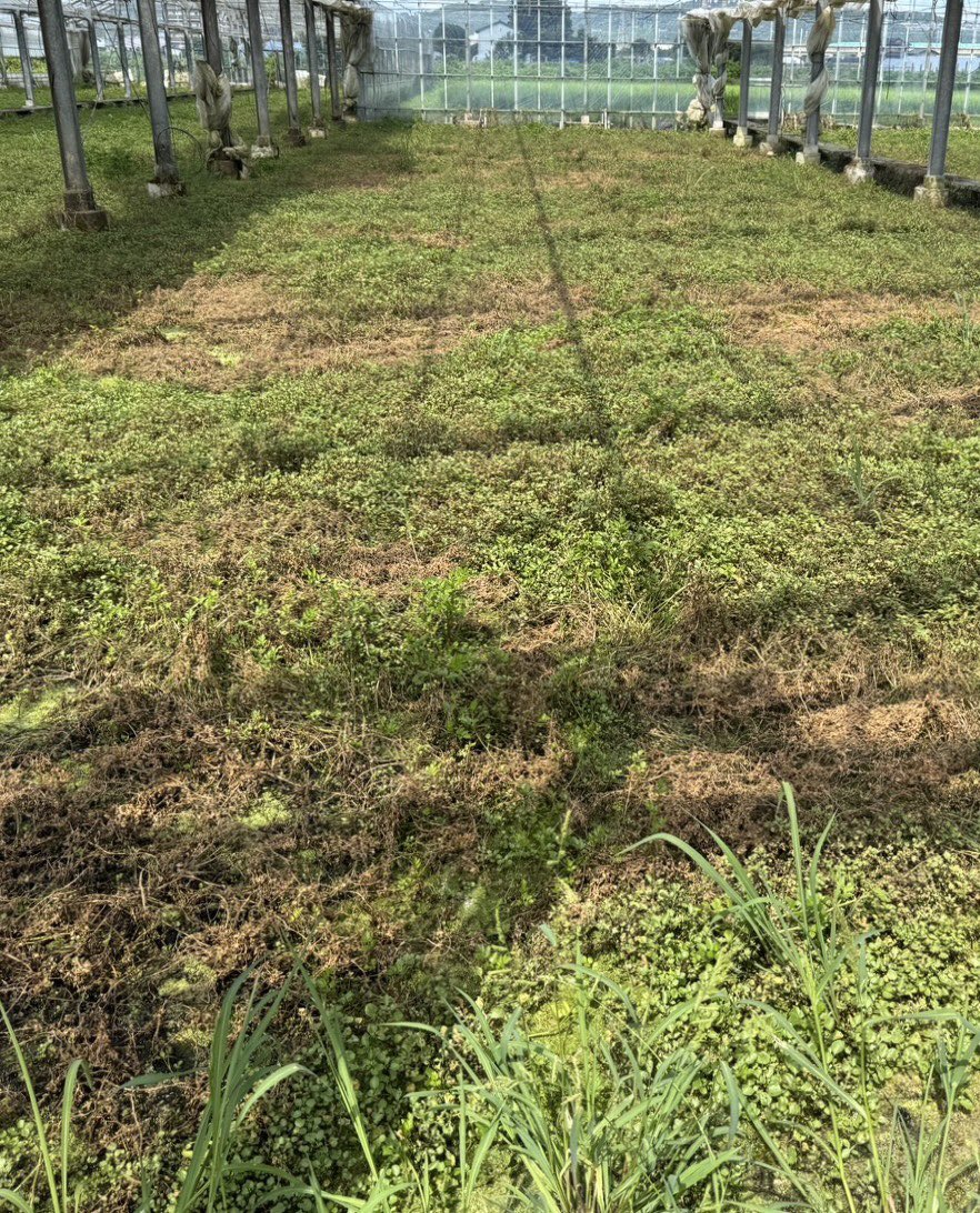 maidohachi's tweet photo. クレソンのご提供中止のお知らせ🌿
47年間お付き合いのあるクレソン農家様にて、猛暑等の影響による害虫の急激な大量発生が起きてしまい、クレソンが全滅・出荷不能となってしまいました。
半世紀近いお取引の中でこのような事態は初めてのことで、生産者さんの胸の内を思うと私たちも本当に胸が締め付けられる思いです。

2枚目の写真のような「本来の美しいクレソン畑」へ復旧するまでの間、クレソンの提供を一時休止することといたしました。

楽しみにしてくださっているお客様にはご迷惑をおかけいたしますが、自然の恵みと脅威に向き合う生産者さんを共に応援する気持ちで、ご理解いただけますと幸いです。🙇‍♂️

なお、サラダに関しましては宮城県産のベビーリーフを中心とした新しいスタイルを考案中ですので、ぜひ続報をお待ちください！✨