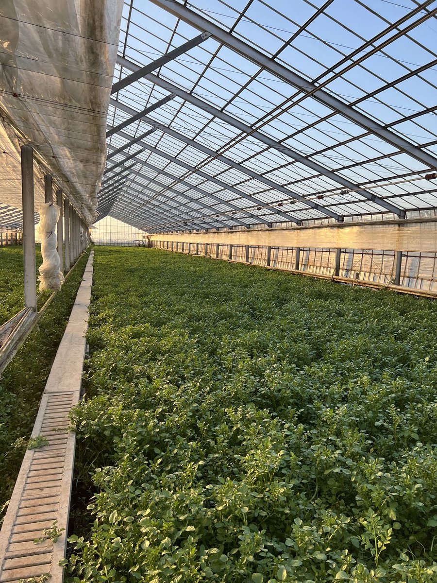 maidohachi's tweet photo. クレソンのご提供中止のお知らせ🌿
47年間お付き合いのあるクレソン農家様にて、猛暑等の影響による害虫の急激な大量発生が起きてしまい、クレソンが全滅・出荷不能となってしまいました。
半世紀近いお取引の中でこのような事態は初めてのことで、生産者さんの胸の内を思うと私たちも本当に胸が締め付けられる思いです。

2枚目の写真のような「本来の美しいクレソン畑」へ復旧するまでの間、クレソンの提供を一時休止することといたしました。

楽しみにしてくださっているお客様にはご迷惑をおかけいたしますが、自然の恵みと脅威に向き合う生産者さんを共に応援する気持ちで、ご理解いただけますと幸いです。🙇‍♂️

なお、サラダに関しましては宮城県産のベビーリーフを中心とした新しいスタイルを考案中ですので、ぜひ続報をお待ちください！✨