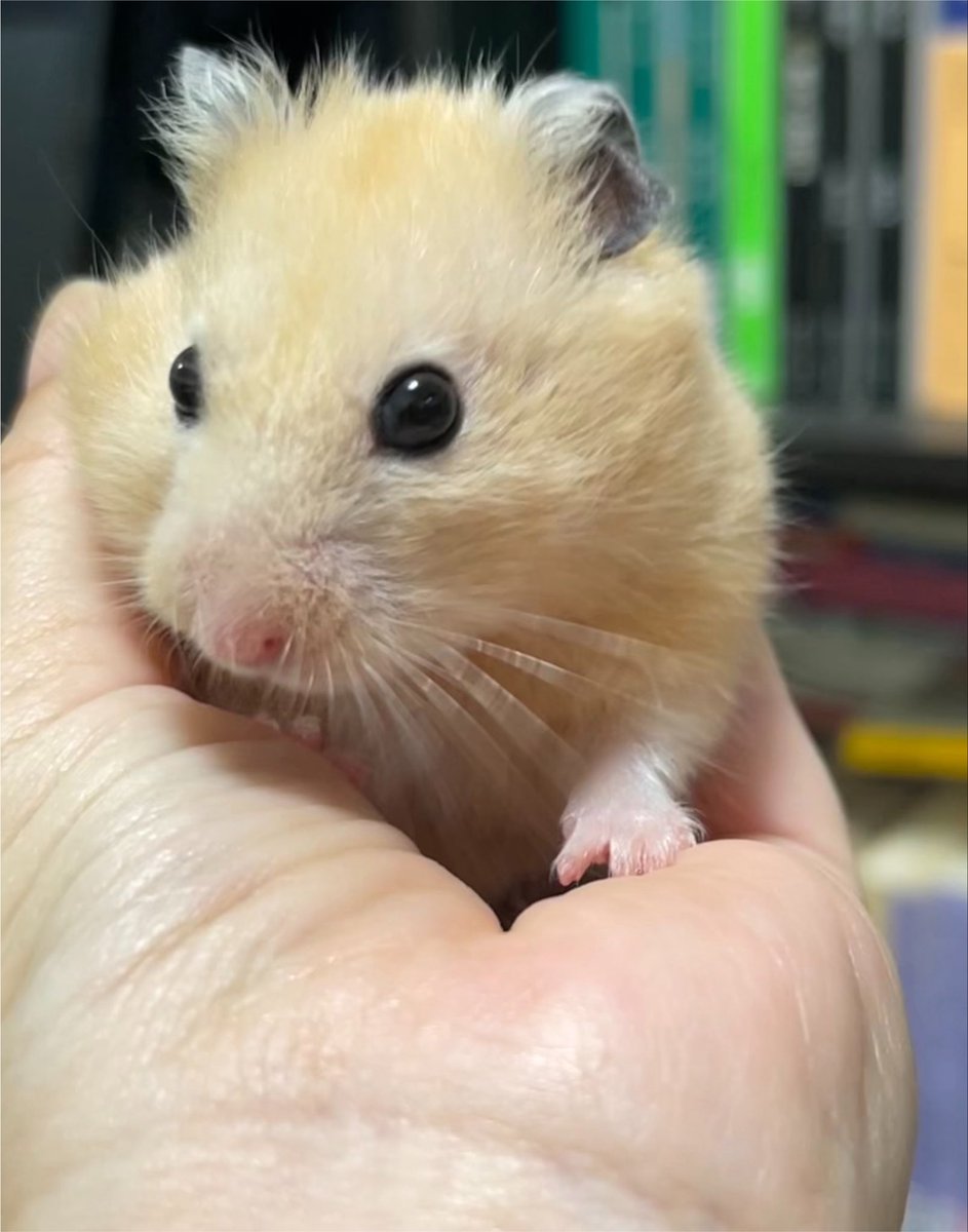 norakurorororo's tweet photo. ちいちゃくてあったかいねぇ😭🥰🫶🥺💋
ｶﾜｲｲﾈｪ‼︎‼︎‼︎（飼い主の感情が爆発） https://t.co/5hEfJgq445