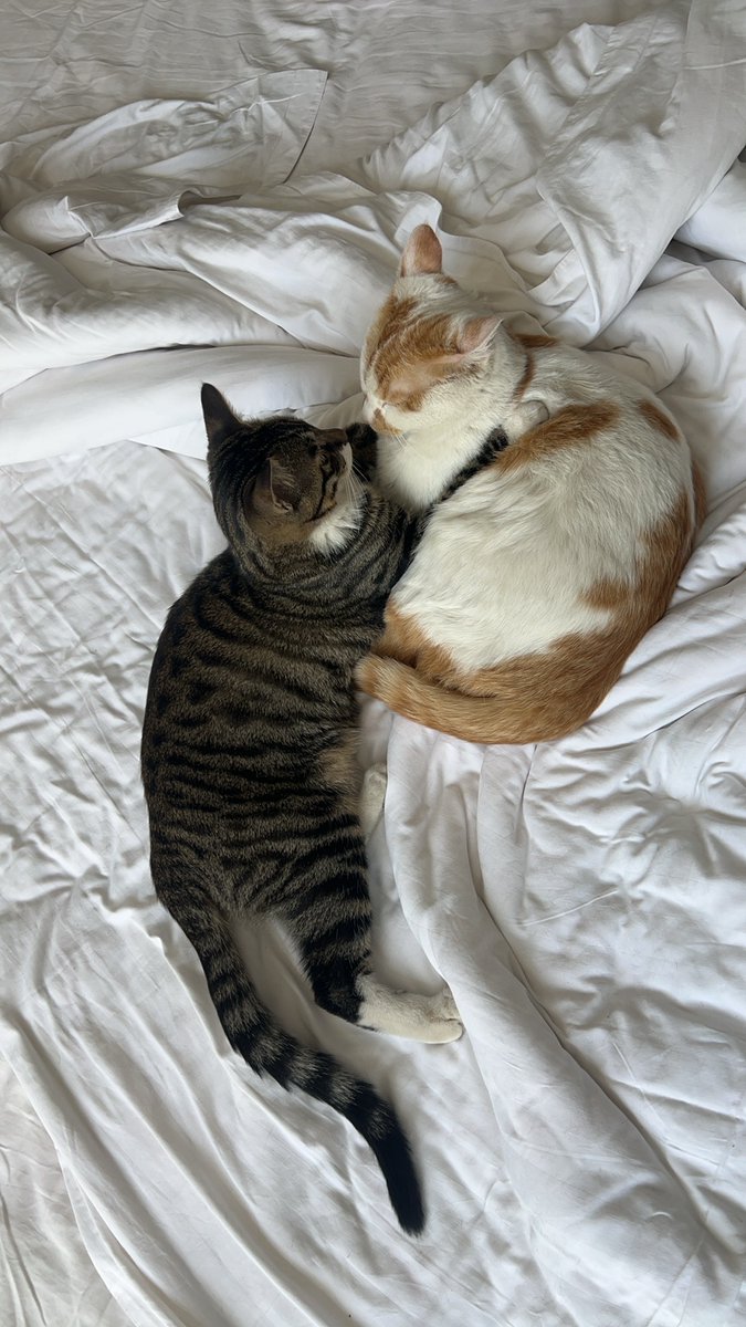SharonCranr5uw's tweet photo. 自家小奶猫满月啦，从巴掌大只会嘤嘤叫，到现在会追着逗猫棒跑，每天下班撸猫就是最治愈的事～， https://t.co/FzvQFWWQdg
