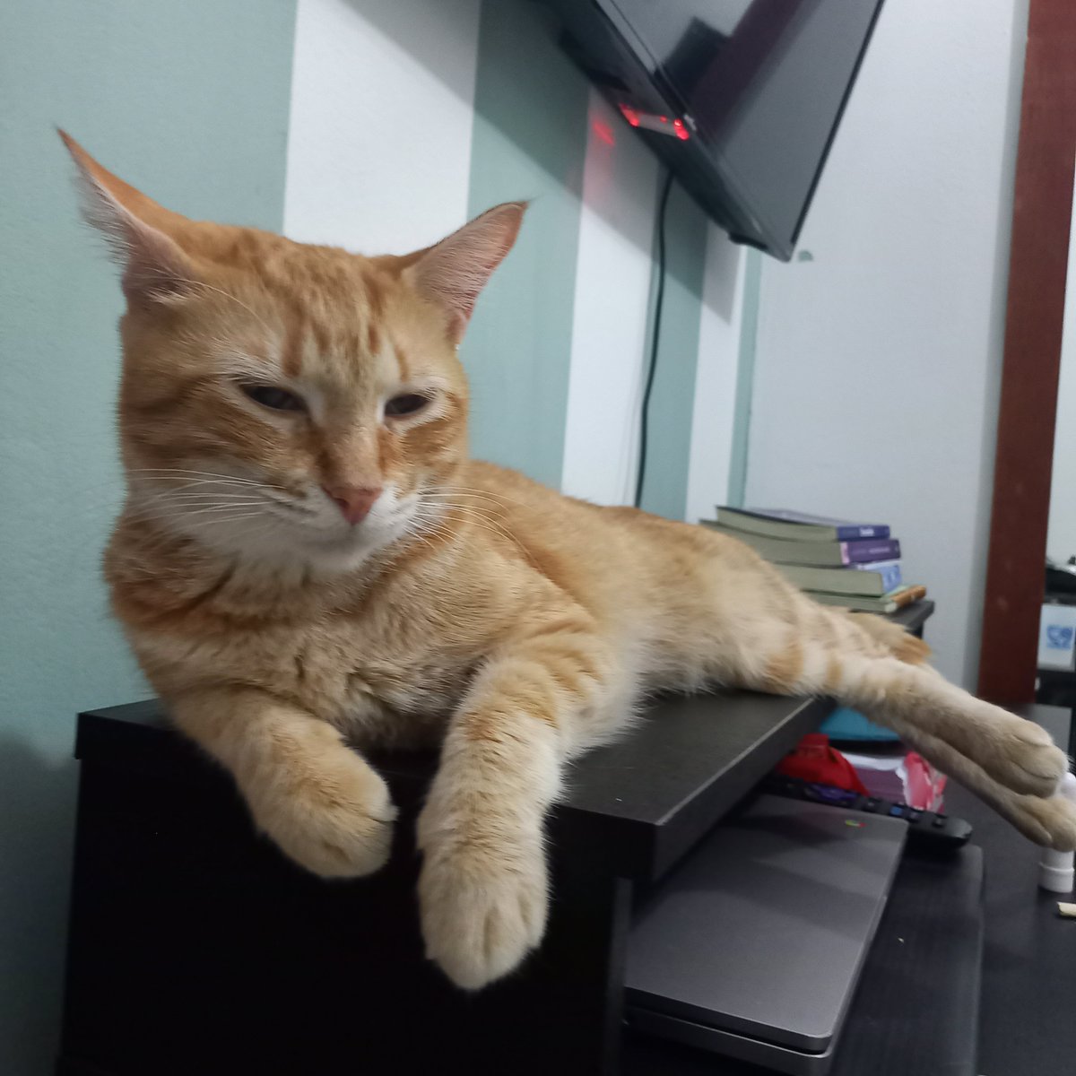 luaeny's tweet photo. por incrível que pareça o meu gatinho mqis danado é esse da direita (ele faz coisas mirabolantes 🥹👏🏽) o mais calma é o da esquerda https://t.co/ayhGEZtG9F