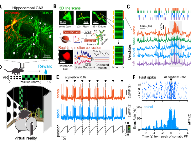 BCMFromtheLabs's tweet photo. Interested in the role #dendrites play in #NeuralComputations? @asako_noguchi, @attila_losonczy, @StPierreLab, M. Land et al report their findings in @ScienceMagazine. @bcmhouston @bcm_neurosci #BCMpostdoc https://t.co/VWhy8Jtng0 https://t.co/TAV9n1S1Kr