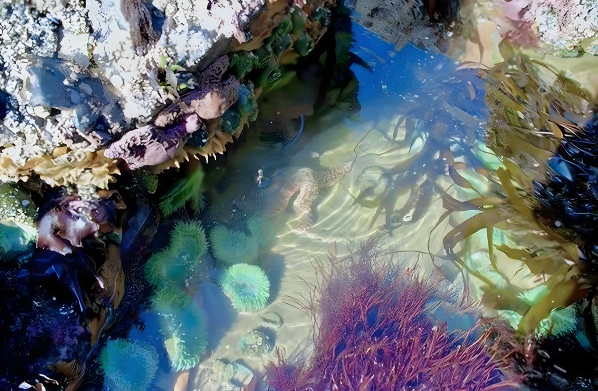 naturehealyou's tweet photo. under the ocean 🪸 https://t.co/lCr3V06tFa