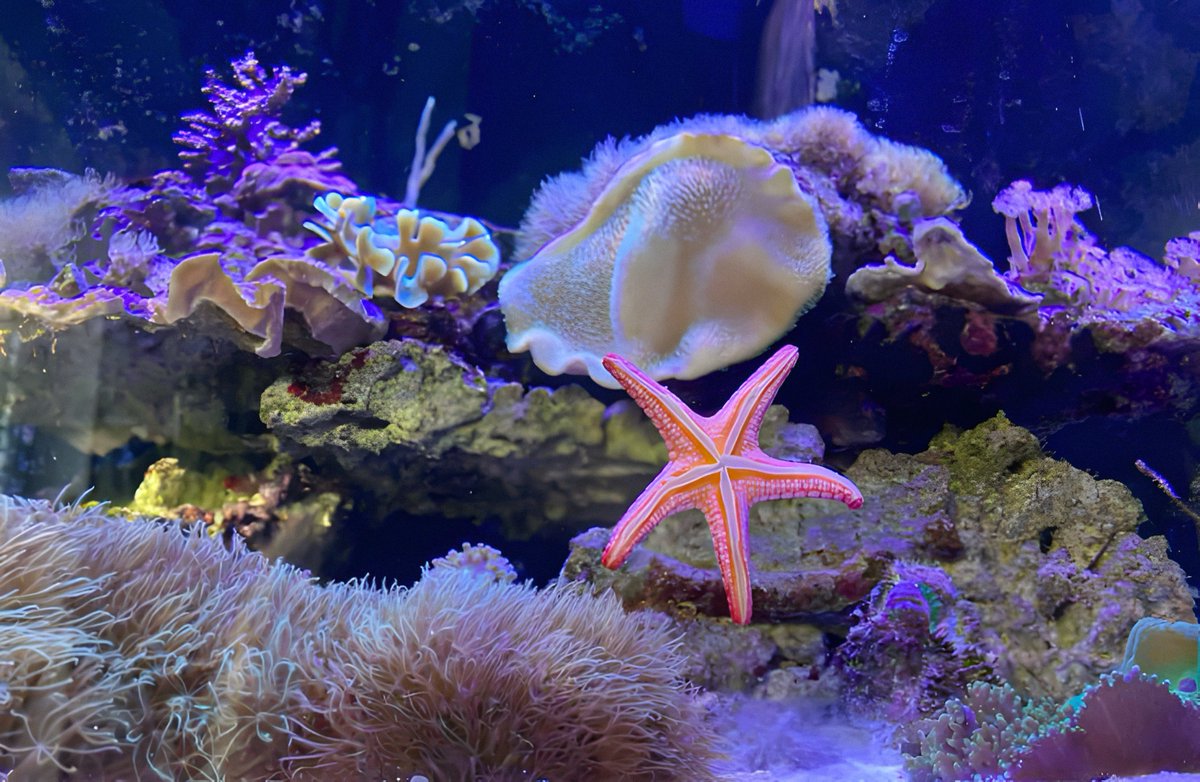naturehealyou's tweet photo. under the ocean 🪸 https://t.co/lCr3V06tFa