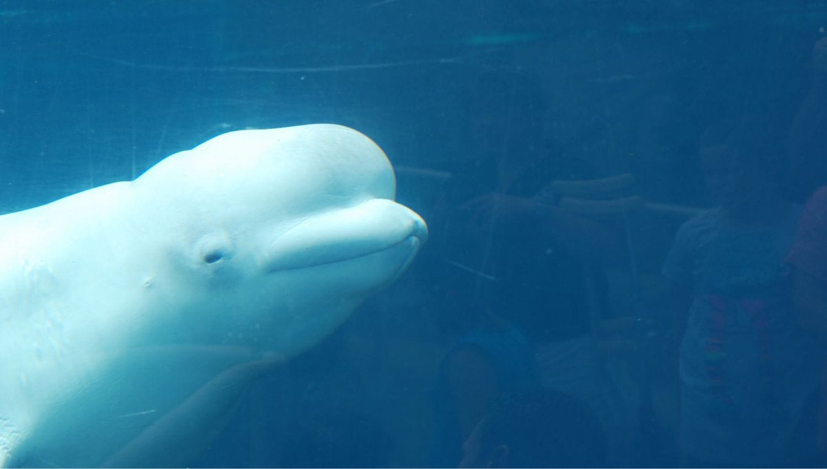 lyingBOTSph's tweet photo. Please Sign this! 🐳🐬Canada banned the breeding of captive whales and dolphins to end whale captivity. Tell the US and Spanish aquariums receiving #Marineland's whales and dolphins: Don't breed them. Let this generation be the last! @AnimalJustice https://t.co/WaXKLpKL30 https://t.co/GWL8YQWMeg
