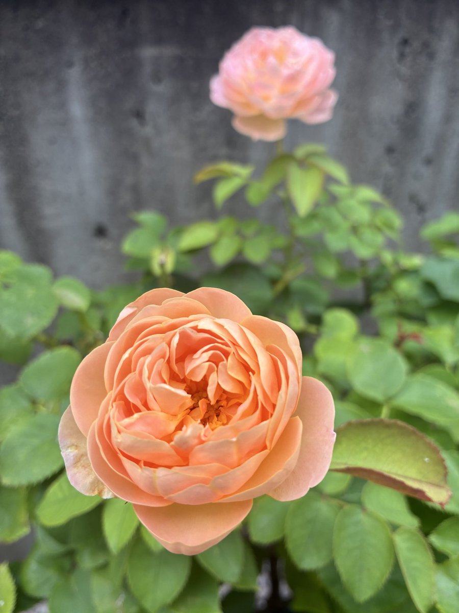 360PlCAqlSGf2uo's tweet photo. おはようございます😊
今朝も蝉が賑やかに鳴き始めました🌻

ダナヒュー https://t.co/vrnkiGC2ix