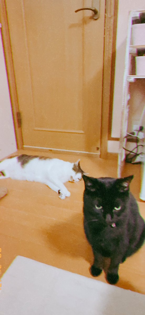 nonotakesan's tweet photo. おはよう☀
「シモベ💕おはよう🐱」
はい✨マルコさんおはよう〜(*´꒳`*) 💕
「ミロも挨拶しなさいよ🐱」
振り返るマルコさんの視線の先には……ダラけるミロ氏🐱ミロくんは朝が弱いもんね〜🤭今日も良い日を🕊️
#猫親バカ組合 
#保護猫を家族に https://t.co/yw6IsZEAJI