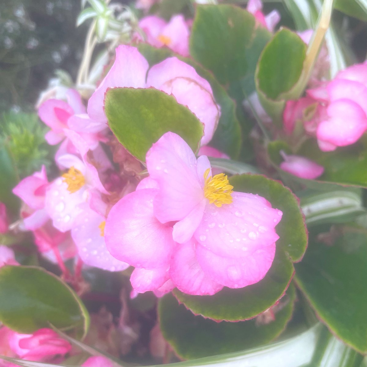 depression1203's tweet photo. 【生存確認会】  2026.7.28

生きた証で繋がる世界🌏🪐🚀🌌✨

　今日も同じ空の下で、
　　どこの誰かも分からぬあなたと、
　　　生きた証を分かち合いたくて💐

この地上のどこかで、
　見上げた空を、眺めた花を、
　　見つめた景色を、感じた繋がりを、

どこの誰かもわからぬあなたと、
　生きた証を分かち合いながら、
　　生きた戦果を称え合いながら、

刻み込むようにして、
　ナンダカンダでまた1日、

酷暑にもマケズニ、
　熱中症に気をつけて、
　　水分補給も忘れずに、

ゲリラ豪雨も笑い飛ばして、

それぞれの現実世界でマイペースに、
互いのご自愛とご武運を祈り合いながら🙏

【備考】
※Ｘのやり過ぎで手首が腱鞘炎、タッチペンでなんとか生きてます🖊️📱💧

星になるまで1日でも長く継続していきたい気持ちが強く、引き続き持続可能性を追求していきます🫡

返信は「🤝」としてご理解いただいた方のみ、意欲ベースでご参加いただけますと幸いです🙏

引用リポストでのご参加、
　「本日初の分かち合い参加」
　　も大歓迎です🧙‍♂️🪄✨

「わたしの生きた証」が、
　あなたの「生きる」を癒せますように、

「わたしとあなたの生きた証」が、
どこかの誰かの「生きる」を癒せますように🌠

見上げた空とＸに感じた繋がりを信じて、

今日も同じ空の下、ミルっとサバイヴ！
共に最幸到達地点まで🤝☀️🍀🥤🧙‍♂️🪄✨