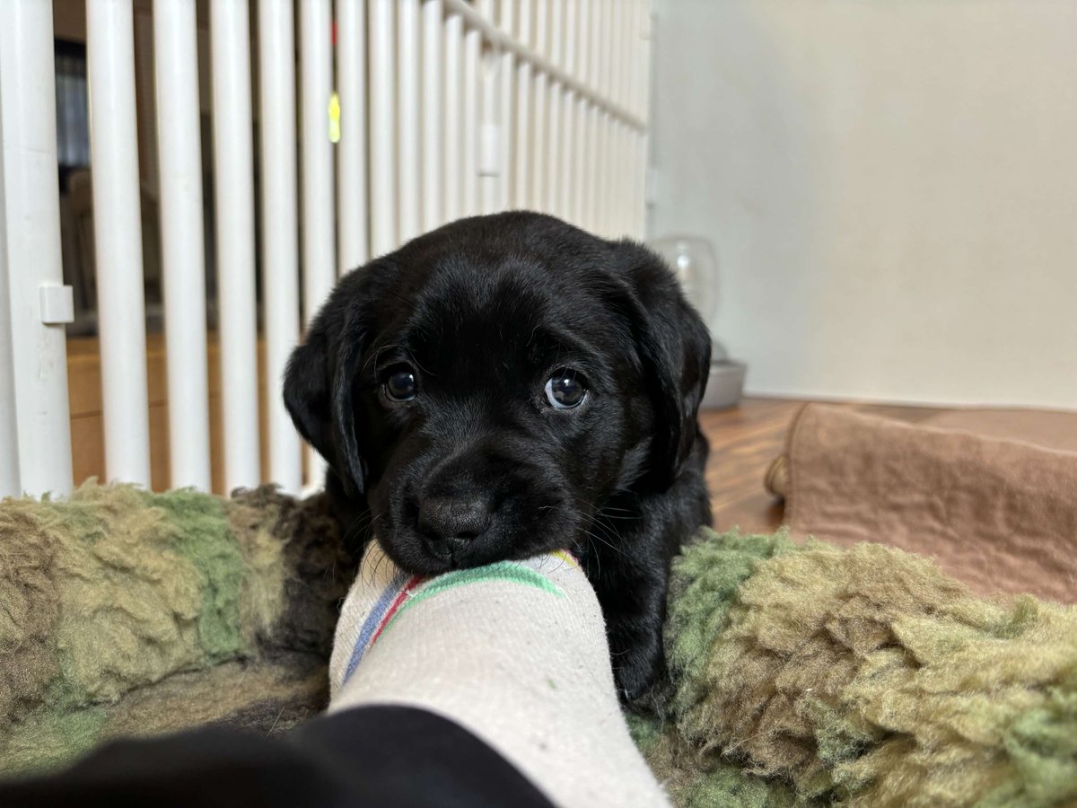 WarriorCanineCn's tweet photo. Baby shark in training 🦈
We treat it as a learning moment: gentle “no,” redirect, and lots of praise for choosing toys instead. 🐾💙
📸: Ana Blankley
#SharkWeek #PuppyLife #ServiceDogInTraining #LabPuppy #SharkBehavior #BabyShark https://t.co/uWkInL7eo8