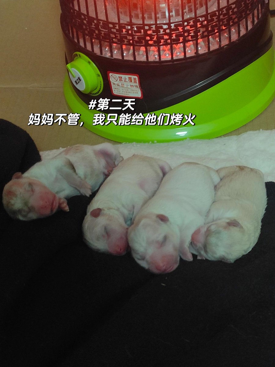 SigridSalloohl's tweet photo. 从圆滚滚小团子变成会歪头杀的小天使，毛孩子的成长，每帧都在治愈我 https://t.co/yUsmWh7pWv