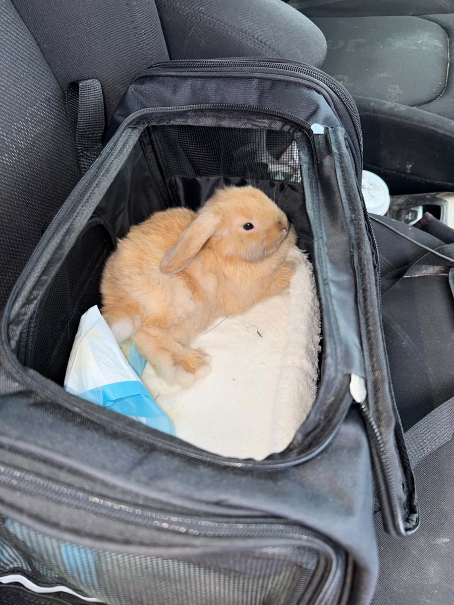 RockyDwarfBunny's tweet photo. he grew a lot in 3 weeks https://t.co/vGyI85Hq3N