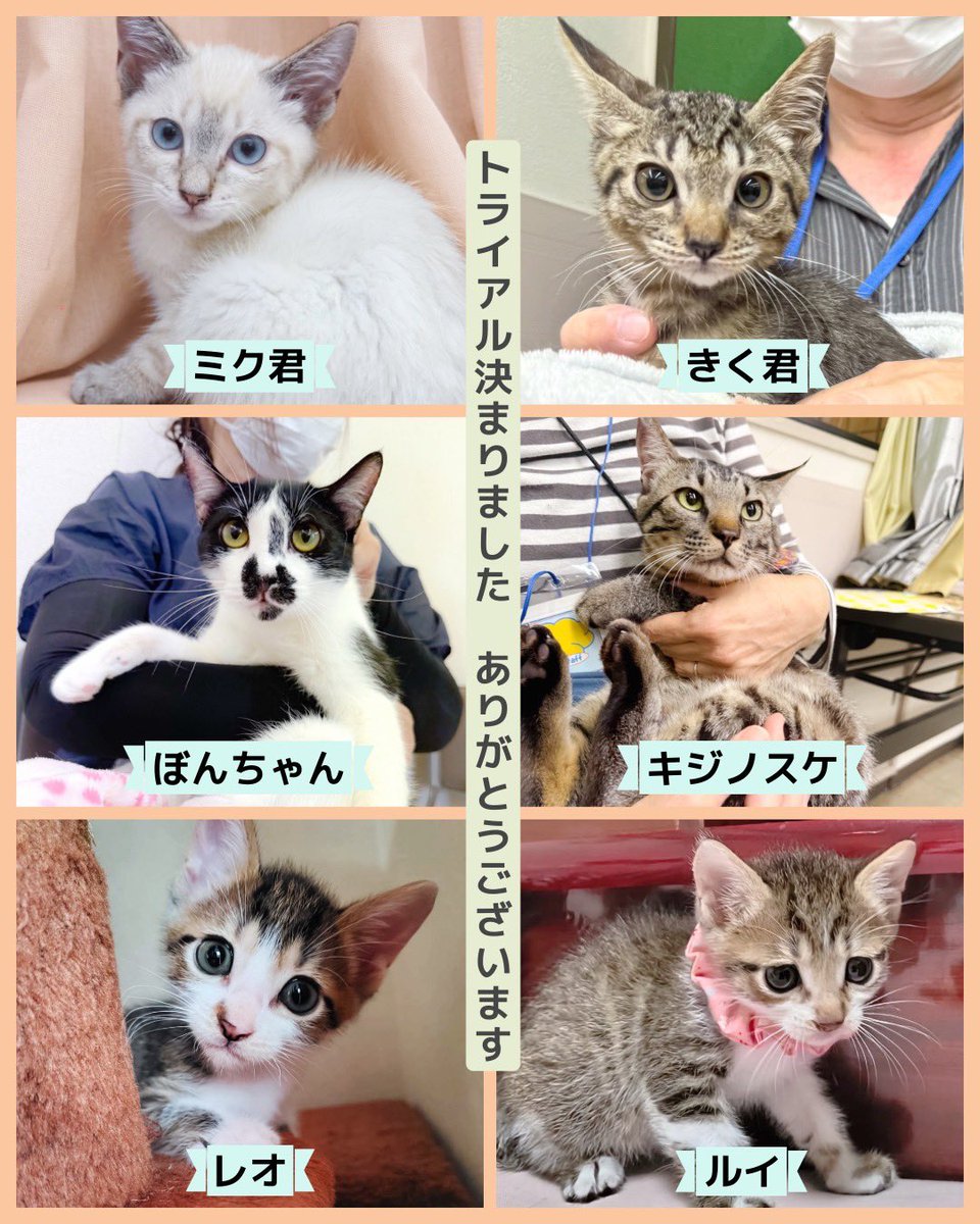 minatonekonokai's tweet photo. 7/19,26の譲渡会では19匹のトライアルが決定です❣️

皆様の譲渡会RP拡散のおかげで毎回温かいご縁がたくさん繋がっています
本当にありがとうございます🍀

次回譲渡会
8/2(日)13:30-15:30
名古屋市港生涯学習センター 

初めての方もお気軽にお越しください

#譲渡会の報告 #猫好きさんと繋がりたい https://t.co/EC9I2BGTeA