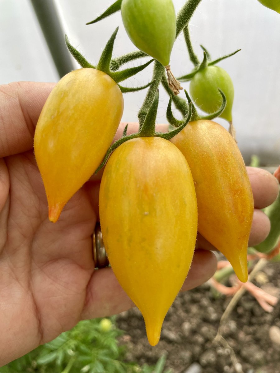 BedworthSeed's tweet photo. Some new to us this year varieties are #ripening - #Fascination from Bill Yoder, Tasty Evergreen GWR #heirloom &amp; #Marchenzauber (Fairytale Magic) large teardrop cherry.  #tomatoes https://t.co/OJvUh8IZuR