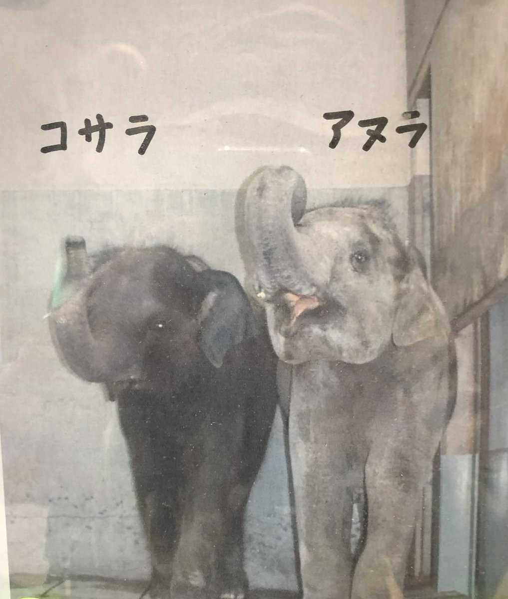 E4HFKSk96X7rGcP's tweet photo. おはようございます☀
🚩7月28日はアヌラ、コサラの来園記念日です。来園当時はアヌラのほうが大きかったけど、その後にコサラはスクスク成長して、体重は5トン以上の国内最大級のオスゾウになりました。
さくら、うららをもうけて東山を盛り上げてます❣️
#アヌラ　#コサラ
#アジアゾウ
#東山動植物園 https://t.co/WxdyW34a7I
