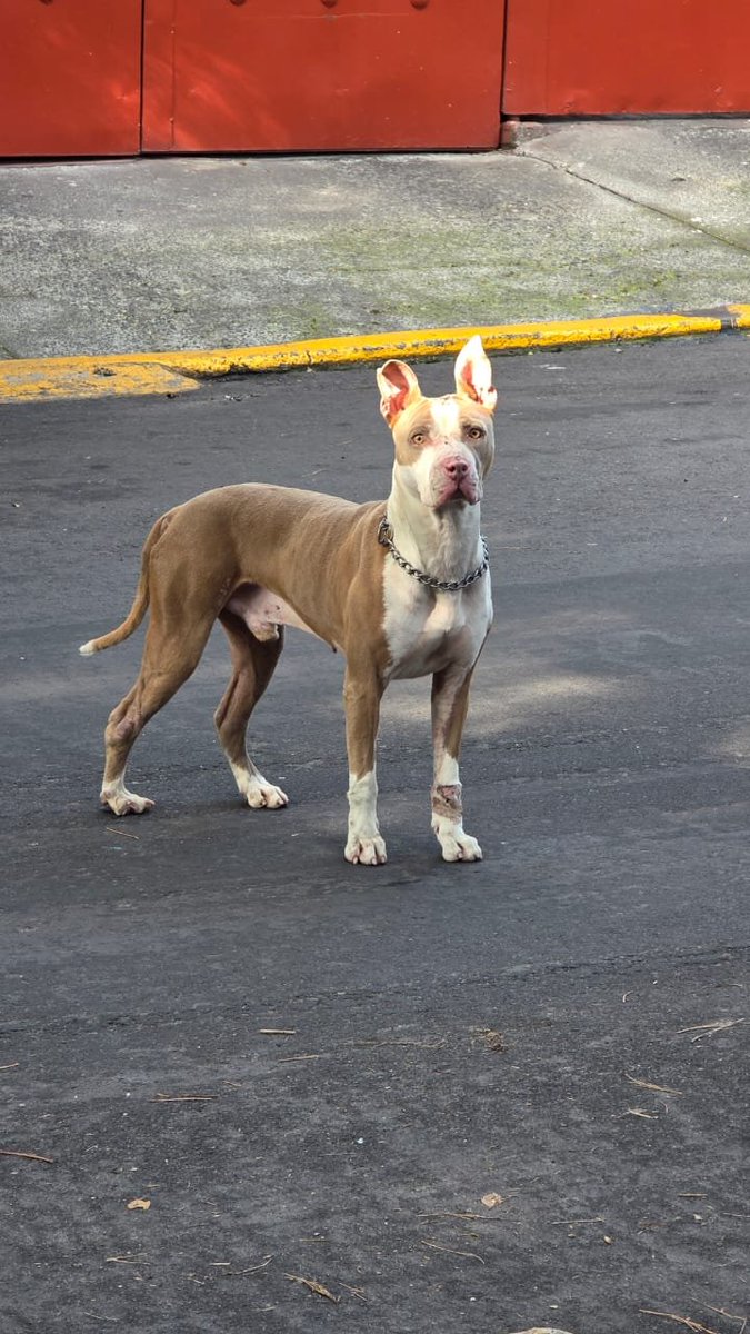 VIBRAmascotas's tweet photo. #Encontrado #LoReconoces #PerroPerdido  urge localizar a su familia 
#Cdmx #mixcoac
Urge por favor 🙏🏼 
No lo pueden tener mucho tiempo , ayúdalo a regresar con su familia #comparte
Cualquier información en este número 
5534867256 https://t.co/JrplCJGJjt