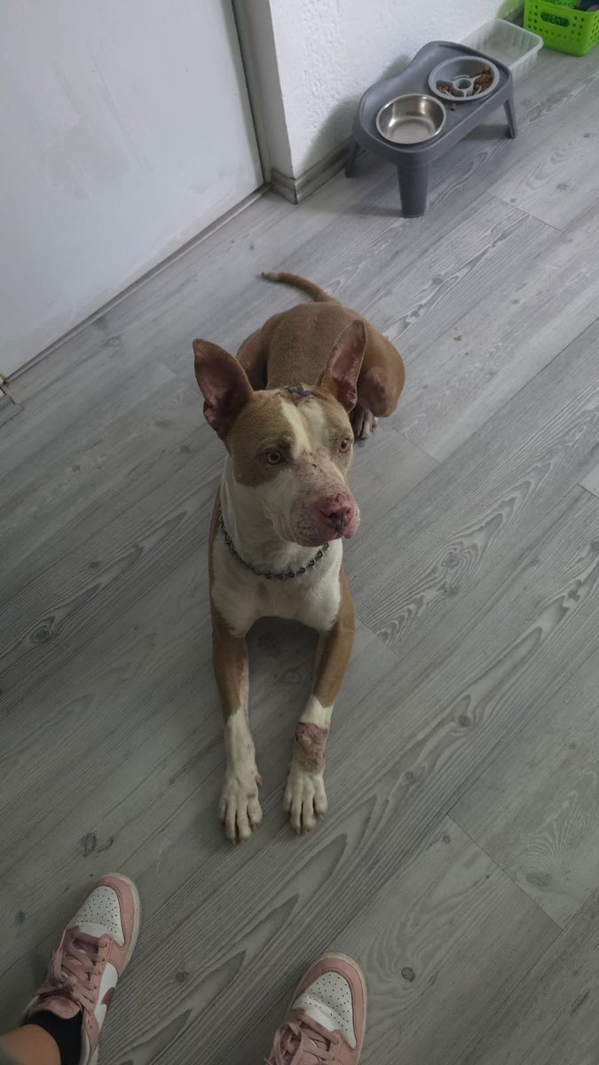 VIBRAmascotas's tweet photo. #Encontrado #LoReconoces #PerroPerdido  urge localizar a su familia 
#Cdmx #mixcoac
Urge por favor 🙏🏼 
No lo pueden tener mucho tiempo , ayúdalo a regresar con su familia #comparte
Cualquier información en este número 
5534867256 https://t.co/JrplCJGJjt