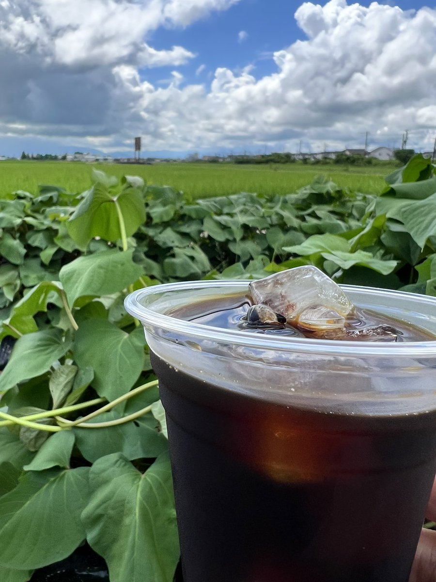 otogiyabaisen's tweet photo. おはようございます😃
田んぼ🍚とさつまいも🍠畑に囲まれた朝の空気の中で炭焼アイスコーヒーを飲むと澄んだ朝露の匂いや土の香りとコーヒーの香ばしさが重なり心が静かに落ち着き贅沢でここちよい感覚が広がる❣️
朝コーヒーの深煎りキリマンジャロでぱっと目が覚めた😊
みなさま今日も暑いので水分と塩分補給してください。
素敵な一日をお過ごしください🎶

＃田舎のコーヒー暮らし