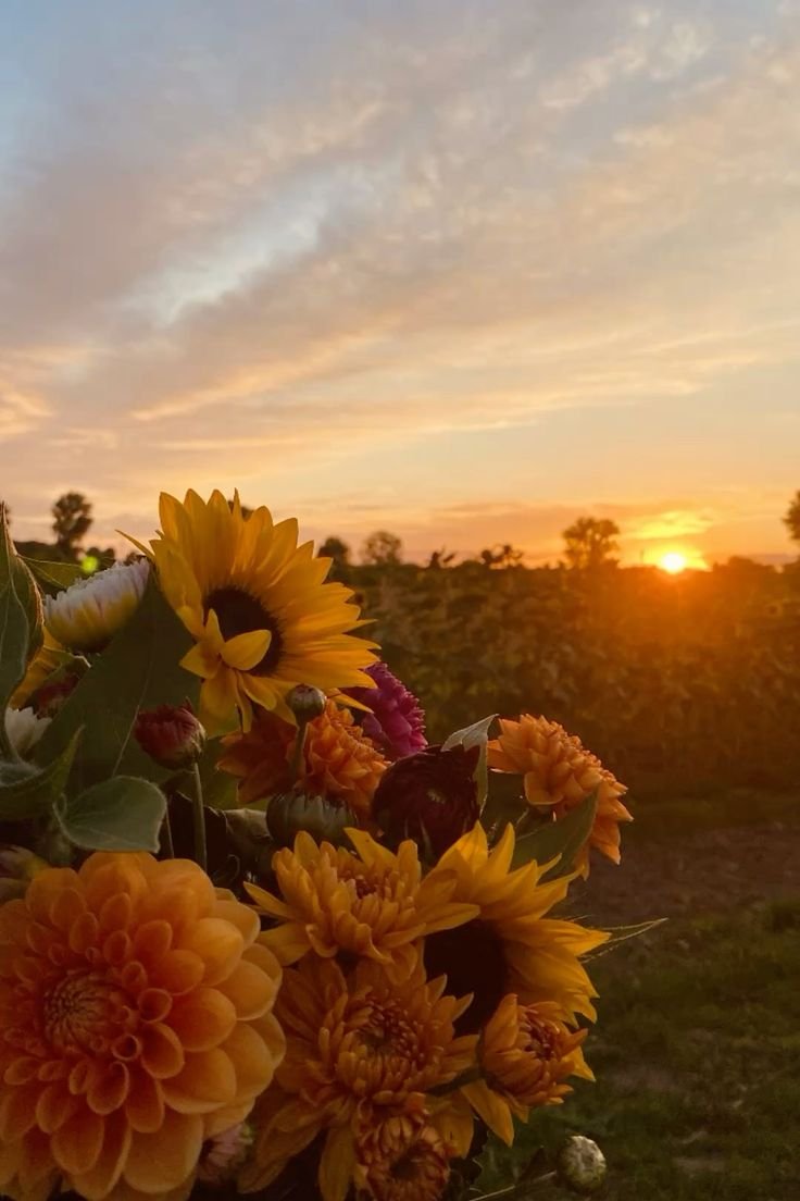 livinginstyle26's tweet photo. sunset🌻 https://t.co/6cIFY2L6sq