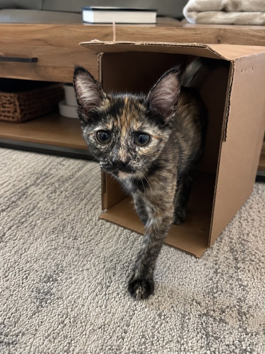 SavingHopeResc's tweet photo. This little family of three (mom on slide 1, babies slides 2-4) need a foster! These precious cuties are cuddle bugs and very photogenic, they make great company while you read or work ❤️🐱 the babies are playful and will keep you entertained with their antics! https://t.co/00FUxY1weO
