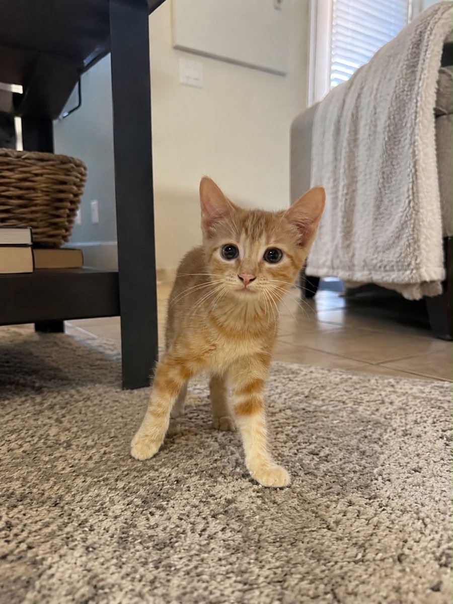 SavingHopeResc's tweet photo. This little family of three (mom on slide 1, babies slides 2-4) need a foster! These precious cuties are cuddle bugs and very photogenic, they make great company while you read or work ❤️🐱 the babies are playful and will keep you entertained with their antics! https://t.co/00FUxY1weO