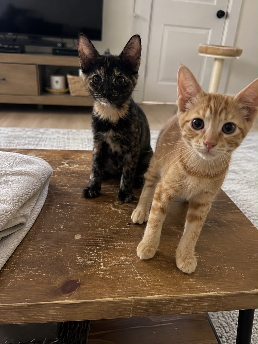 SavingHopeResc's tweet photo. This little family of three (mom on slide 1, babies slides 2-4) need a foster! These precious cuties are cuddle bugs and very photogenic, they make great company while you read or work ❤️🐱 the babies are playful and will keep you entertained with their antics! https://t.co/00FUxY1weO