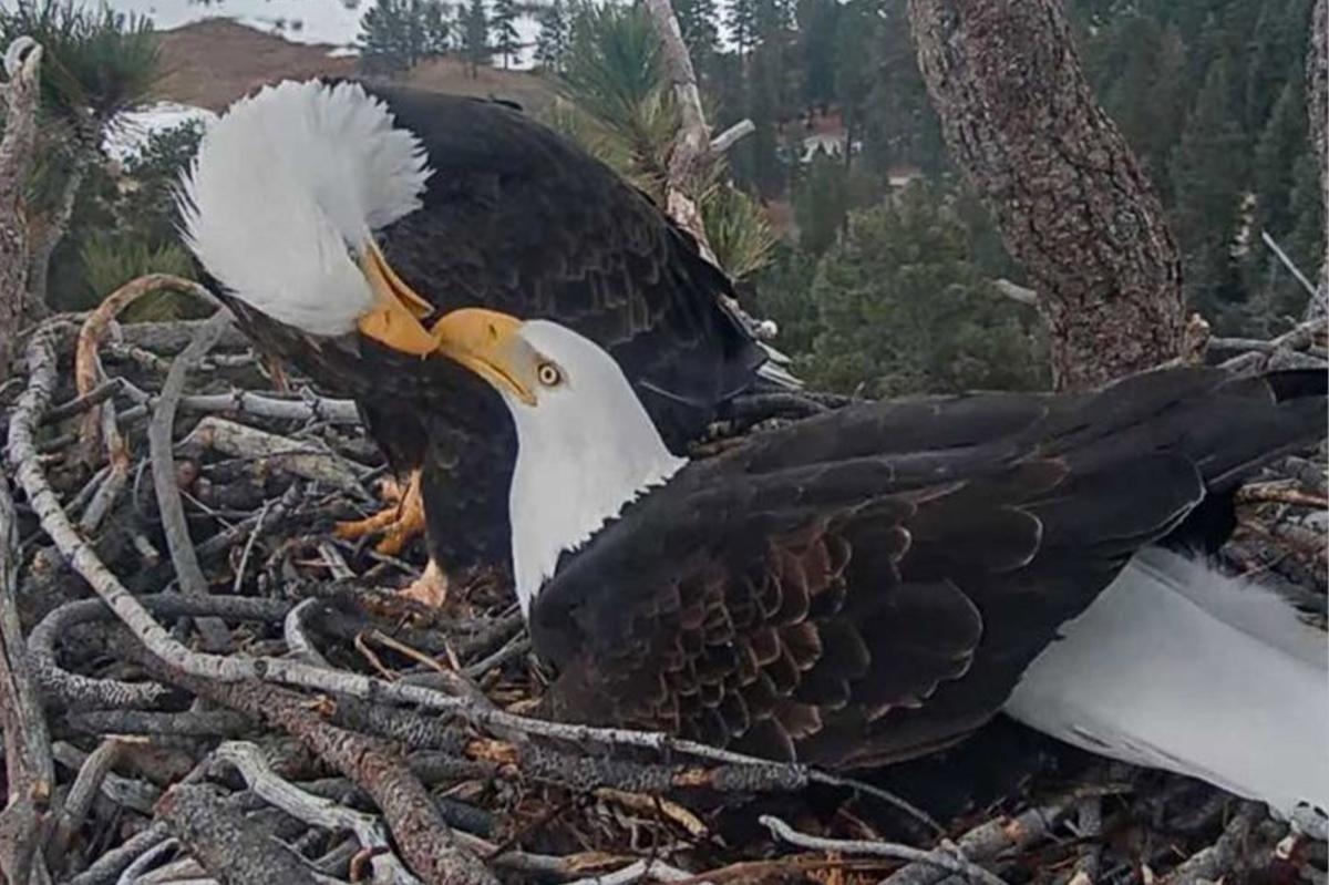 nypost's tweet photo. Famous California bald eagle's home saved after last-minute donation spares nesting grounds from development https://t.co/d2yt3JkgSy https://t.co/T4Gt0Si9Of