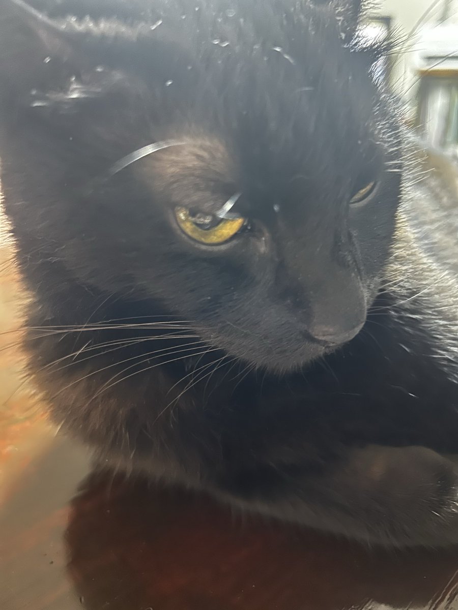 Ace72863540's tweet photo. 黒猫🐈‍⬛楽ガクの
幸せの毛づくろい🔮

愛と豊かな幸せがあふれ出す最高の日✨

身近な人や大好きなものに感謝を伝えると、
さらに幸運が
巡ってくるょ🍀*゜

心がじんわり満たされるあたたかい時間を
過ごしてね｡❀ 𓂃𓈒𓏸 https://t.co/s3kZKE72ad